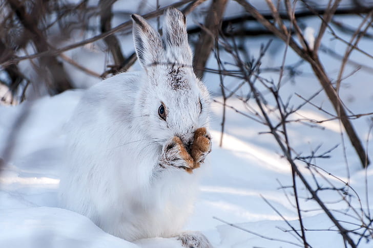 зима, сняг, зайци, животни, HD тапет