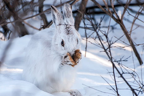 зима, сняг, зайци, животни, HD тапет HD wallpaper