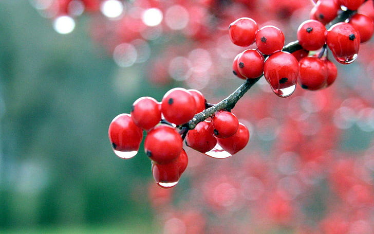 Berries Berry Water Drop Macro Bokeh HD, nature, macro, water, bokeh, drop, berries, berry, HD wallpaper