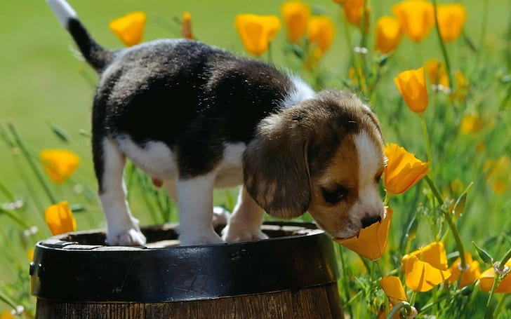 nature, animals, baby animals, puppies, dog, yellow flowers, field, barrels, Beagles, HD wallpaper
