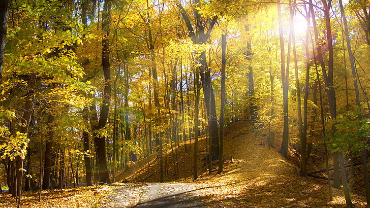 желтые лиственные деревья, зеленые лиственные деревья фотография, лес, деревья, листья, пейзаж, естественный свет, желтый, осень, огни, солнечный свет, природа, HD обои