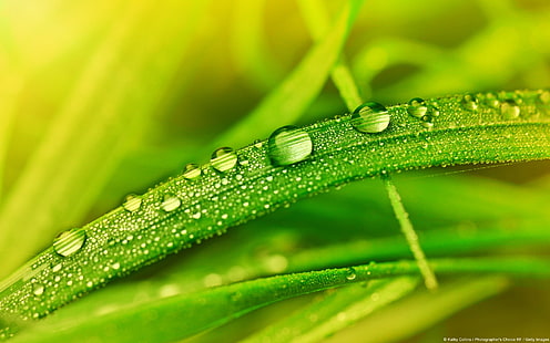 The dew on the grass-Windows theme HD wallpaper, green leaves, HD wallpaper HD wallpaper