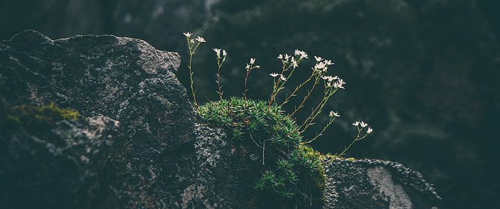 weiß blühende grüne Blattweichpflanze, ultrawide, rock, moos, weitwinkel, weiße Blüten, HD-Hintergrundbild
