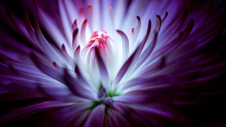 bunga, bunga ungu, daun bunga, close up, fotografi makro, Wallpaper HD
