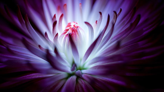 زهرة ، زهرة أرجوانية ، البتلة ، عن قرب ، تصوير الماكرو، خلفية HD HD wallpaper