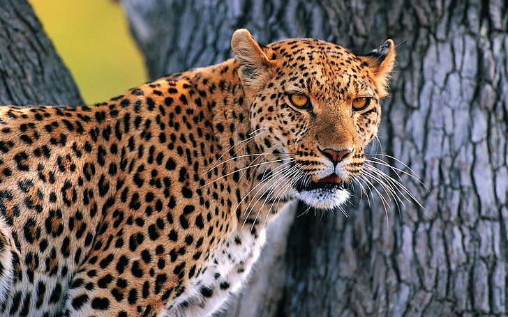adult leopard, leopard, looking, bark, wood, HD wallpaper