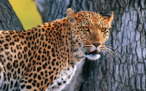 leopardo adulto, leopardo, mirando, corteza, madera, Fondo de pantalla HD HD wallpaper