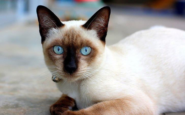 White Brown Cat Pictures For Desktop, cats, brown, desktop, pictures, white, HD wallpaper