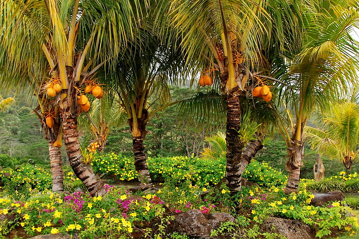 palm trees, palm trees, fruits, yellow, trees, HD wallpaper