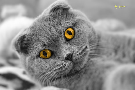 сива котка, котка, поглед, шотландска гънка, HD тапет HD wallpaper