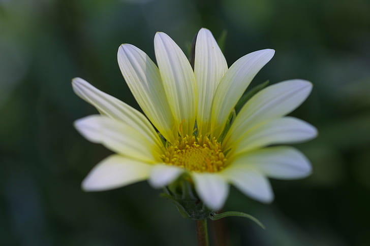 白いデイジーの花、IMG、浅いフォーカス、写真、白いデイジー、マクロ、小さな白、白い花、自然、植物、花、花弁、夏、クローズアップ、花の頭の浅いフォーカス写真、 HDデスクトップの壁紙