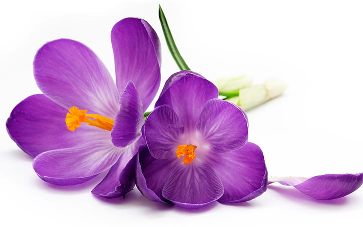 紫のクロッカス、花びら、白背景、紫、クロッカス、花びら、白、背景、 HDデスクトップの壁紙