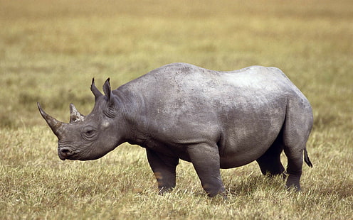 djur noshörning, HD tapet HD wallpaper