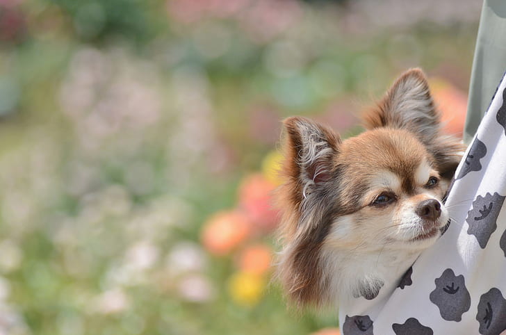 muzzle, cute, Chihuahua, HD wallpaper