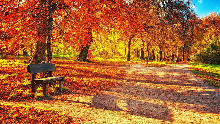 nature, autumn, path, leaf, grove, tree, sunlight, woodland, grass, field, forest, bench, park, HD wallpaper