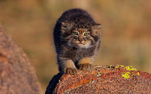 cat, nature, stones, kitty, background, small, baby, wild cats, face, cub, manul, HD wallpaper HD wallpaper