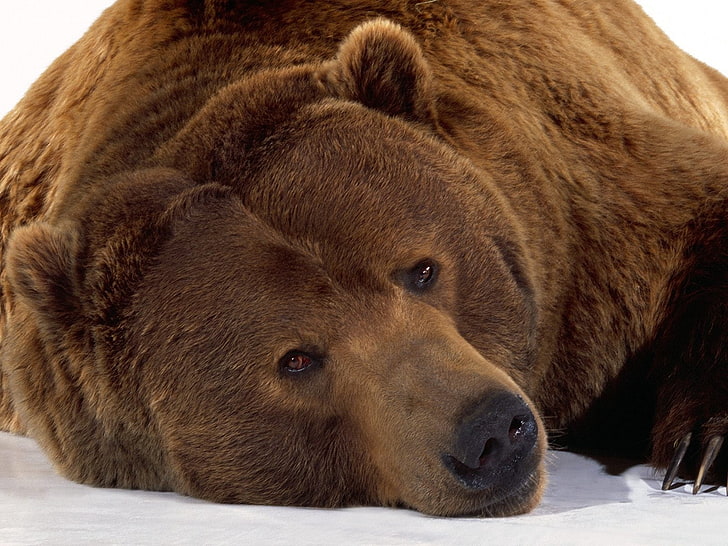 brown bear, bear, brown, lying, snow, muzzle, HD wallpaper