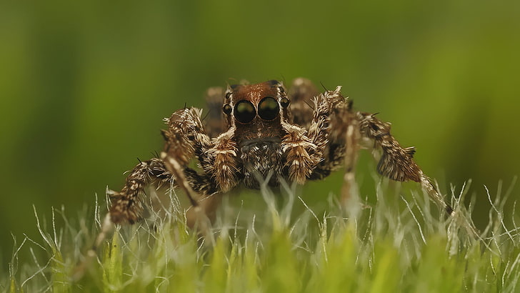 laba-laba melompat coklat, laba-laba, binatang, alam, laba-laba melompat, Wallpaper HD