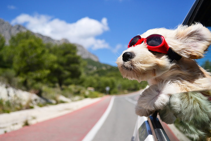 дълго покрито бяло и кафяво кученце и червени и черни очила, куче, лице, вятър, очила, HD тапет