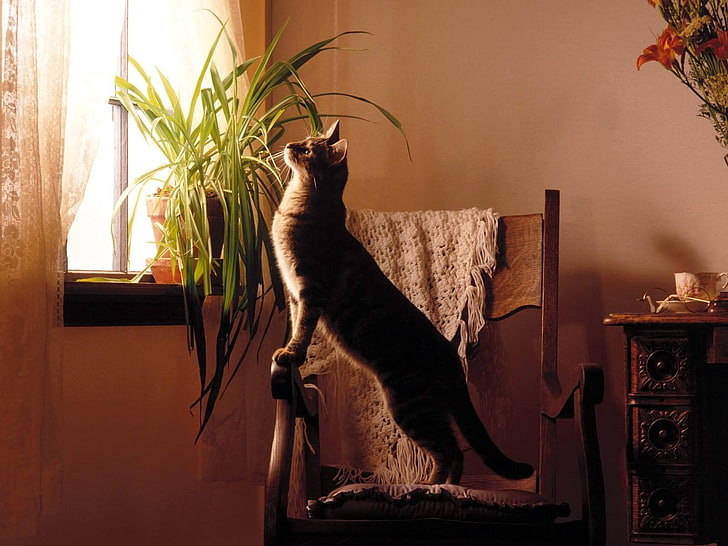 silver tabby cat, cat, windowsill, plant, HD wallpaper