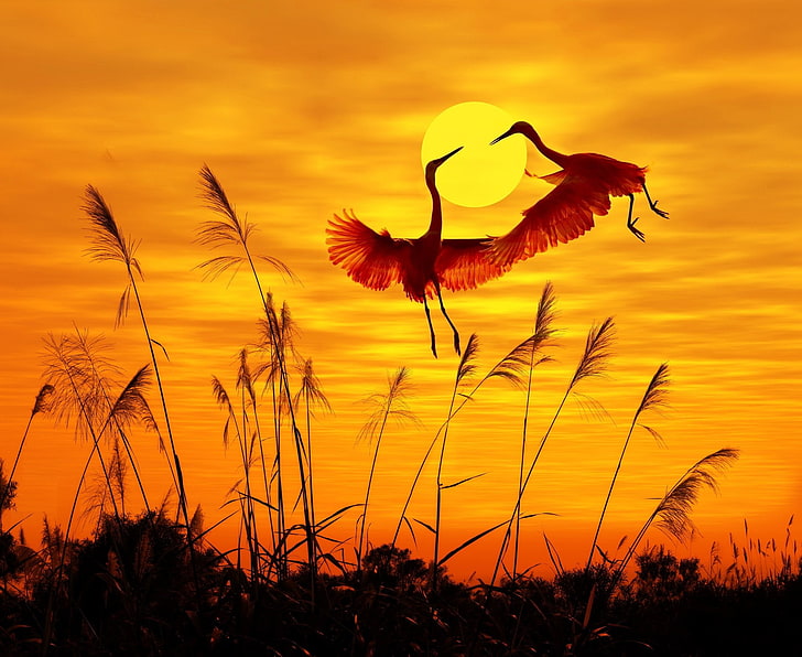 Birds, Heron, Bird, Flight, Landscape, Sun, Sunset, HD wallpaper