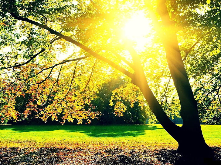 شروق الخريف ، خلفية شجرة خضراء رقمية ، طبيعة ، خريف ، ربيع ، شجرة ، شروق الشمس ، غابة، خلفية HD