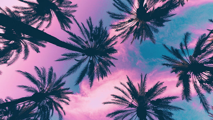 кокосово растение, палми, небе, облаци, розово, HD тапет