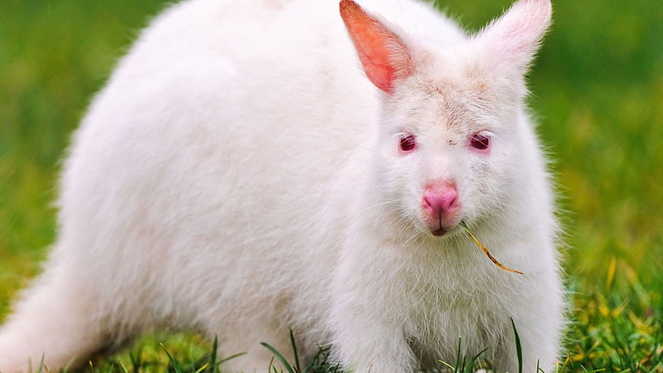white rabbit, grass, kangaroo, blade, albino, eyes, HD wallpaper
