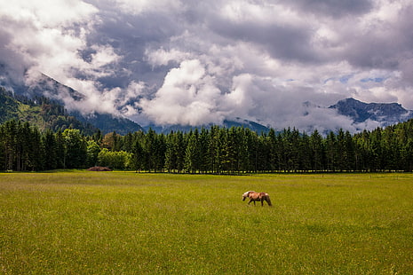 brown horse on green grass field during daytime, Doors, Open, brown, green grass, grass field, daytime, nature, rainy day, Hinterstoder, Oberösterreich, Österreich, Haflinger, Wiese, Nebel, Berge, Fog, Mountains, Horse, Wood, Forest  Meadow, mountain, meadow, landscape, grass, outdoors, forest, pasture, summer, scenics, animal, tree, grazing, rural Scene, mammal, green Color, hill, beauty In Nature, sky, HD wallpaper HD wallpaper
