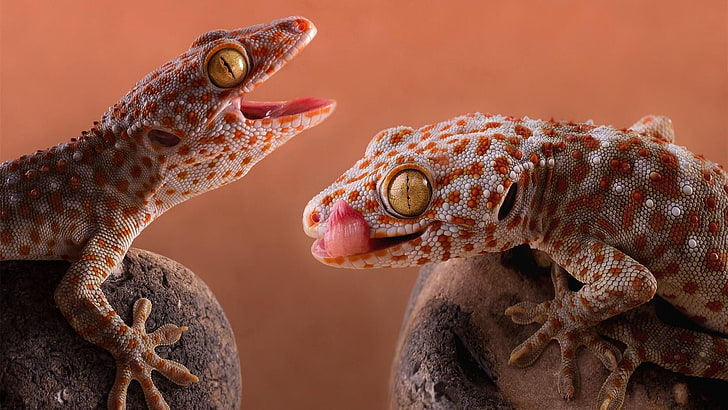 reptile, tokay gecko, lizard, gecko, fauna, wildlife, close up, macro photography, HD wallpaper