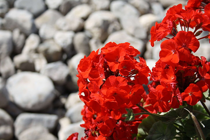 Blume, blühende Pflanze, Geranie, Pelargonie, Stauden, rot, Steine, Storchschnabel, HD-Hintergrundbild