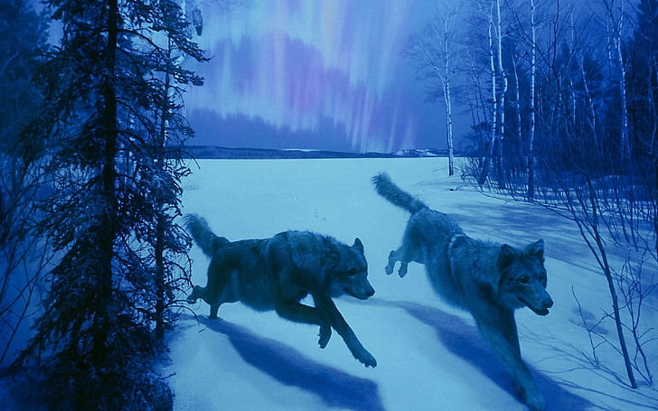 animals, wolf, HD wallpaper