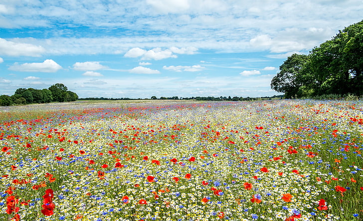 червени, сини и жълти петалирани цветя поле живопис, лято, цветя, поляна, простор, HD тапет