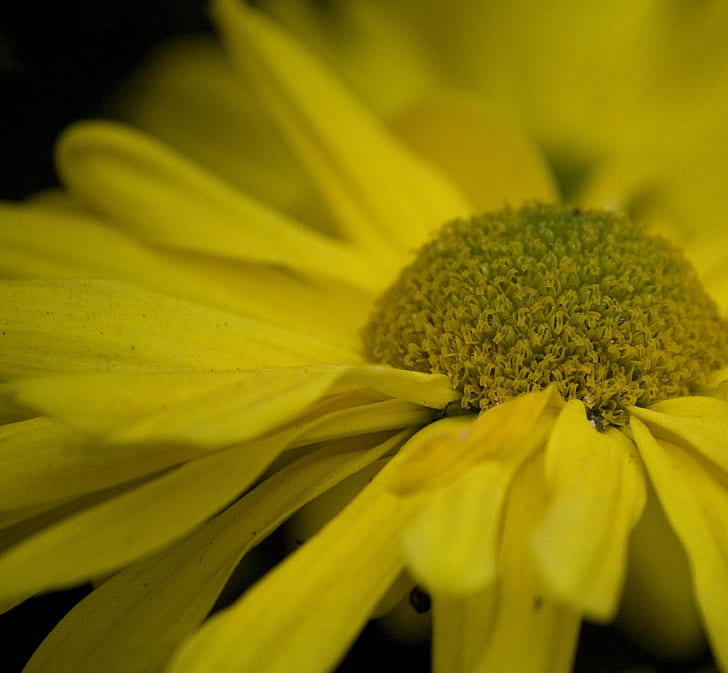 selektiv fokusering fotografi av blommande gul tusensköna, hemligheter, selektiv fokusering, fotografi, gul tusensköna, makro, liv, F.A.B., natur, blomma, gul, växt, närbild, kronblad, sommar, tusensköna, enda blomma, HD tapet