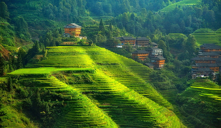 champ en terrasse, paysage, collines, Chine, Fond d'écran HD