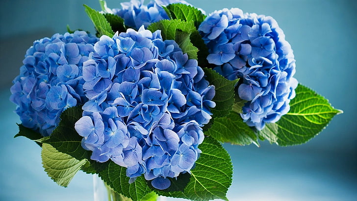 blau, blume, hortensie, blatt, HD-Hintergrundbild