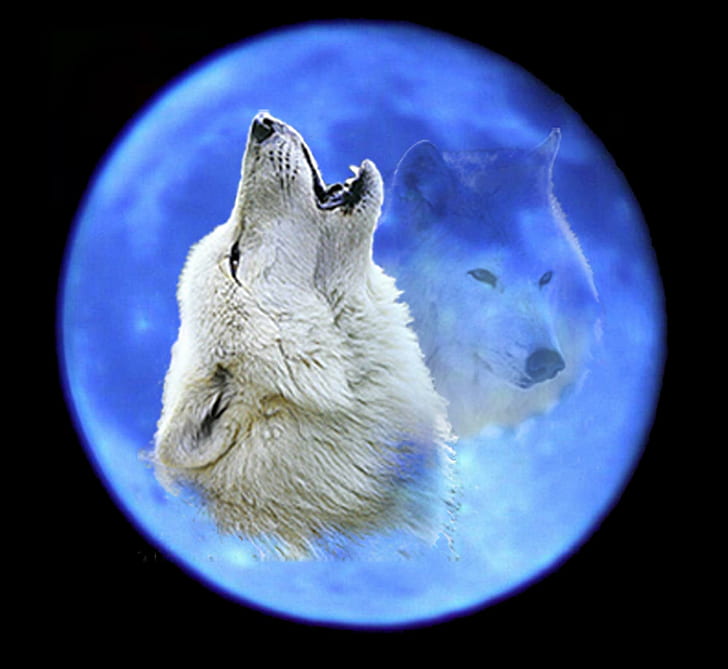 Голубое ночное небо, серый волк, собаки, животные, щенки, волки воют, волки, волчьи щенки, луна, HD обои