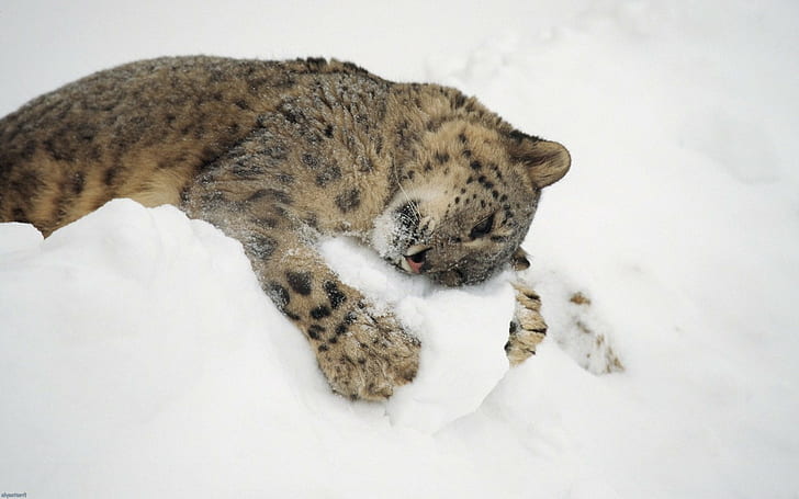 zwierzęta natura pantera śnieżna zwierzęta dla dzieci lamparty śnieżne, Tapety HD