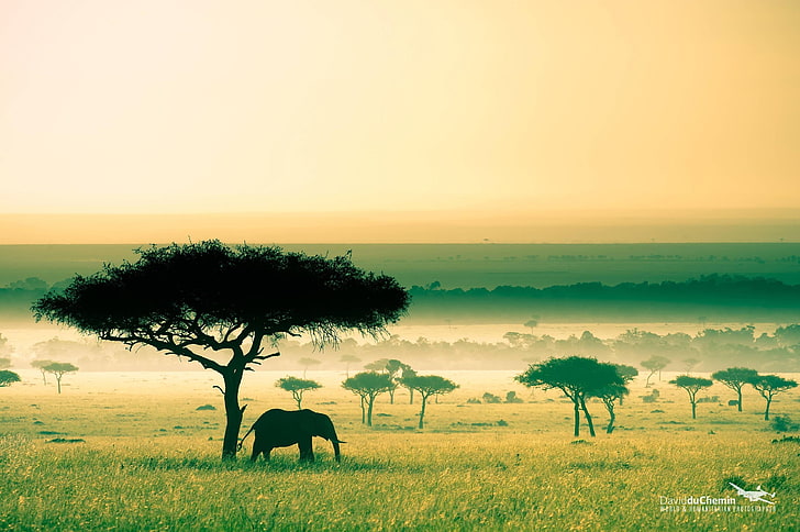 силуэт слона рядом с деревом, Африка, Кения, саванна, слон, природа, пейзаж, животные, HD обои