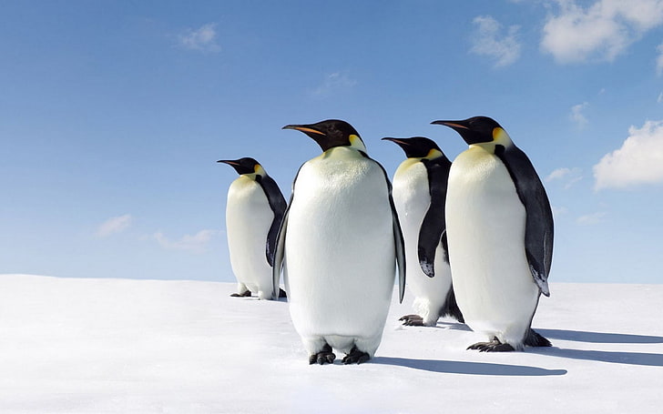 Penguins Morning Sun Antarctica Desktop Hd Wallpaper за мобилни телефони Tablet и P 3840 × 2400, HD тапет