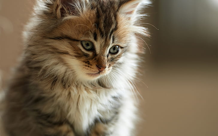 Persian Little Cat, persian, small, cute, HD wallpaper | Wallpaperbetter