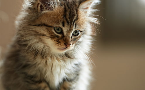 Persian Little Cat, perski, mały, uroczy, Tapety HD HD wallpaper