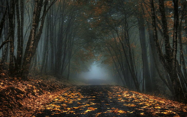 grey asphalt road, road near brown leaved trees during nighttime, nature, landscape, mist, road, forest, leaves, fall, trees, dark, morning, HD wallpaper