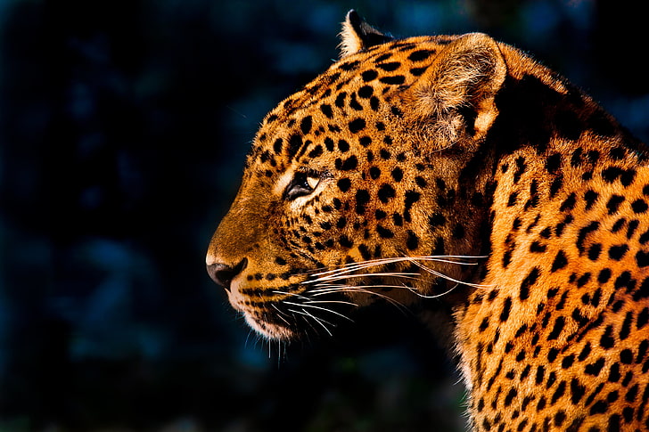 cheetah digital wallpaper, mustache, light, spot, leopard, HD wallpaper