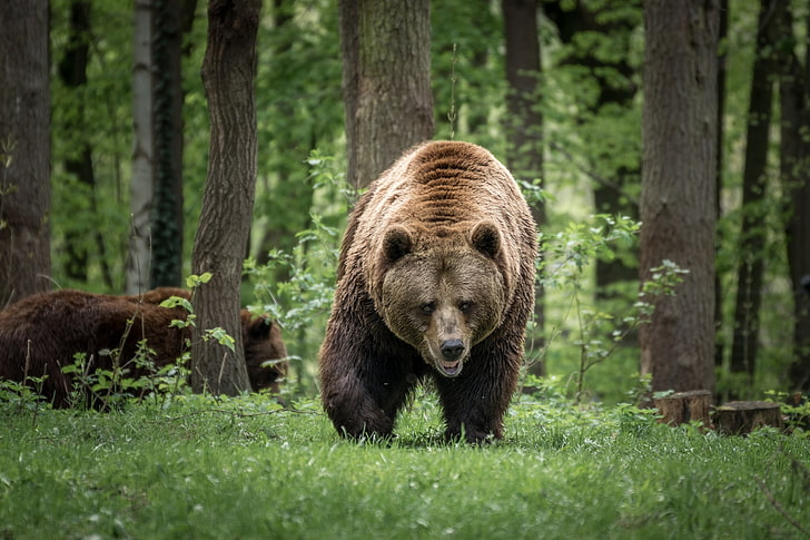 bear family, forest, walking, predator, wildlife, Animal, HD wallpaper