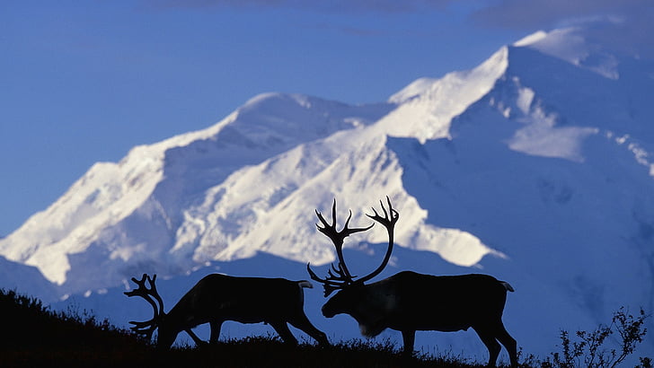 Alaska, Caribou, National, park, HD wallpaper