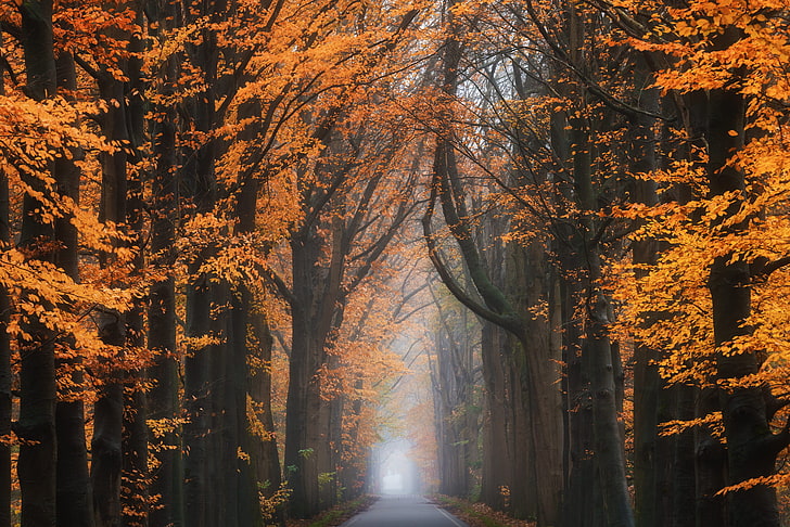 stagioni, strada, alberi, Sfondo HD