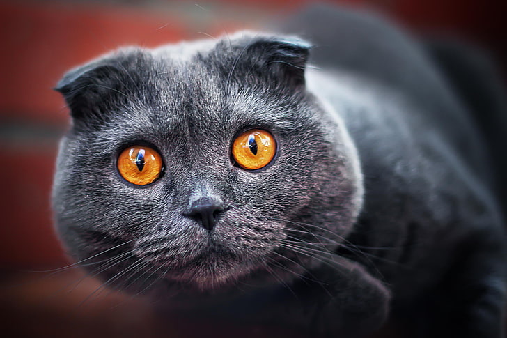 Russische blaue Katze, Katze, Blick, Grau, Falte, Asche, HD-Hintergrundbild