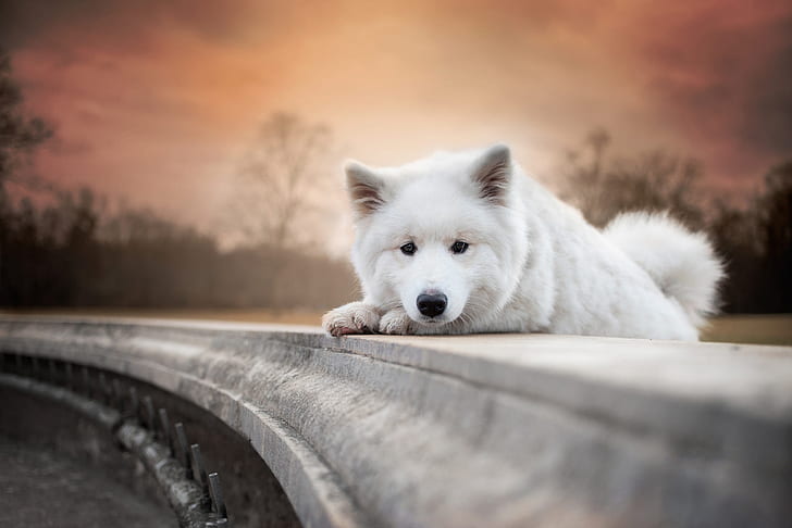 autumn, white, the sky, look, light, trees, sunset, pose, Park, background, portrait, dog, the evening, paws, baby, the fence, tail, cute, puppy, face, stand, stone, Samoyed, HD wallpaper