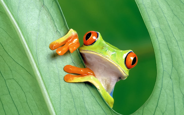 frog, leaf, nature, HD wallpaper